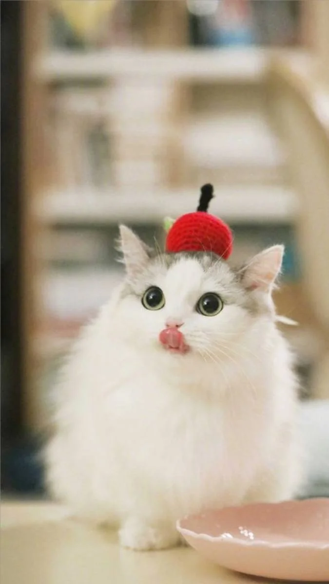 Hình nền mèo cute