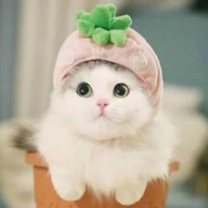Mèo cute Ảnh chọn lọc của những chú mèo