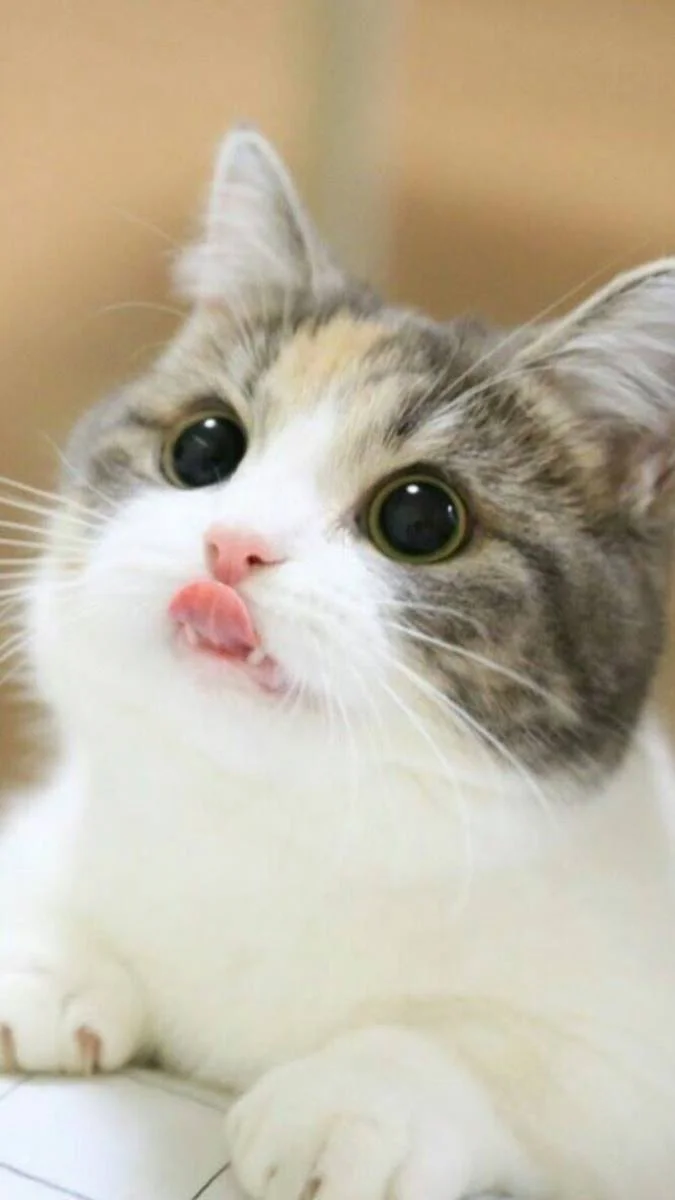 Hình nền mèo cute nhất (2)