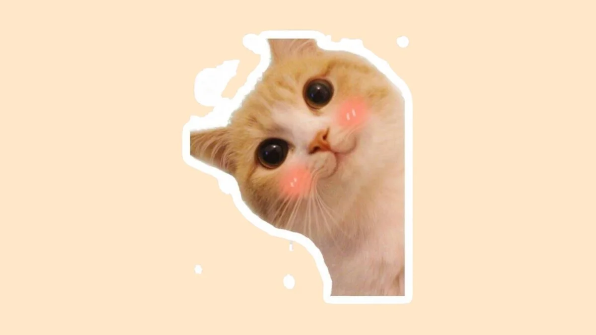 Hình con mèo cute 40