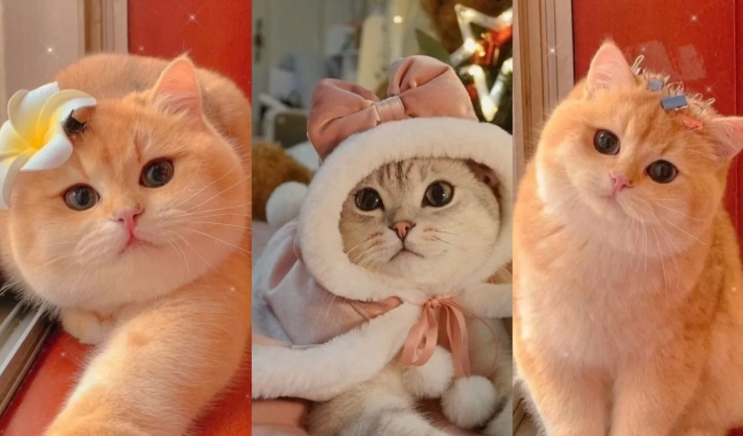 Top 200+ ảnh mèo siêu cute, đáng yêu, ngầu nhất 2025 (3)