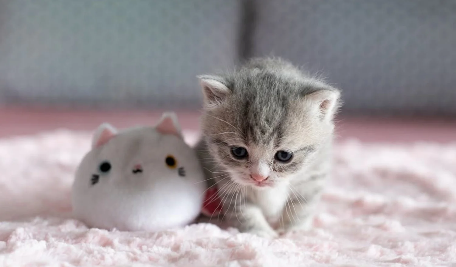 Top 200+ ảnh mèo siêu cute, đáng yêu, ngầu nhất 2025 (2)