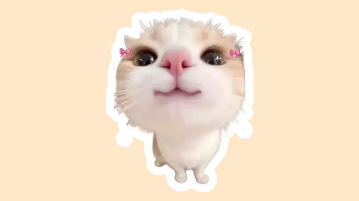 Hình con mèo cute 34