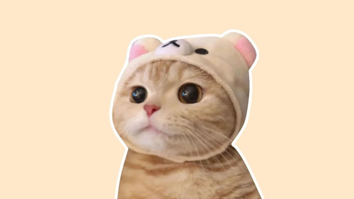 Hình con mèo cute 46