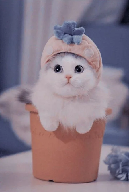Bộ sưu tập ảnh mèo cute, hài hước, ngầu lòi và đáng yêu không cưỡng nổi