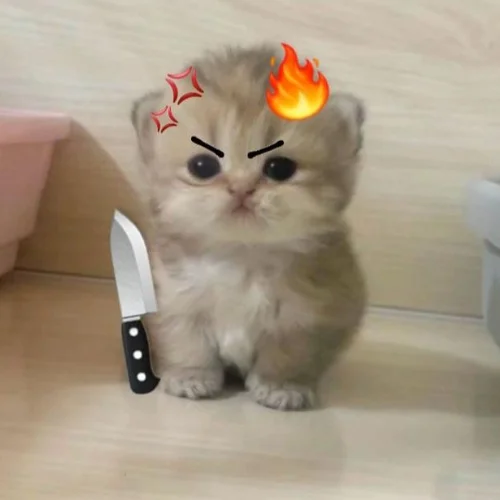 99+ Ảnh Mèo Cute Mới Nhất | Tải Ảnh Làm Avatar Miễn Phí (2)