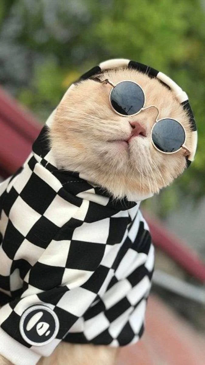 Hình nền mèo ngầu cute