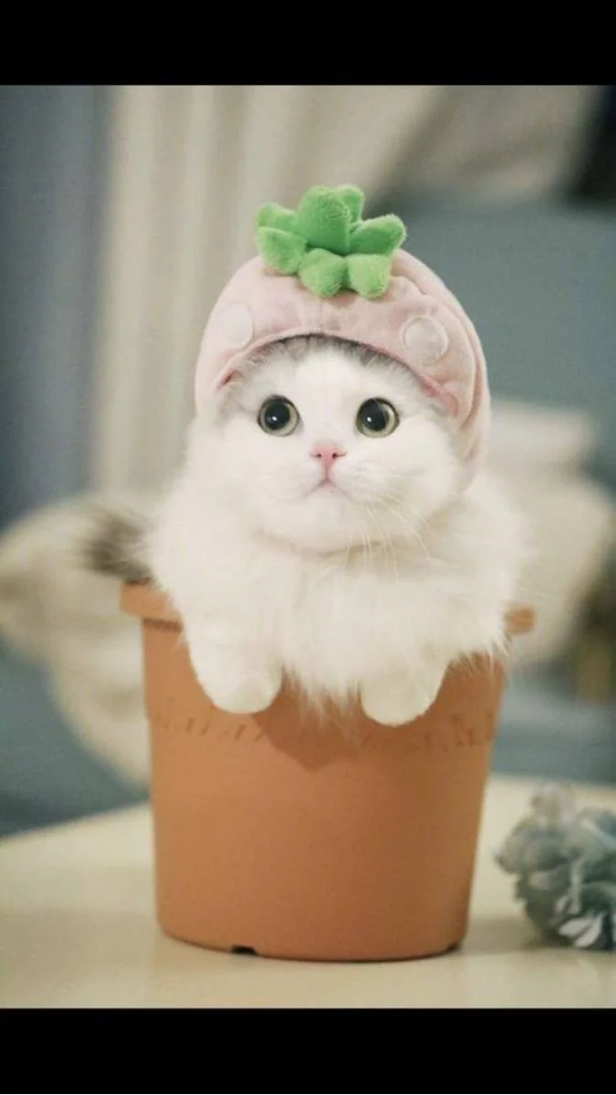 Hình nền mèo cute (2)