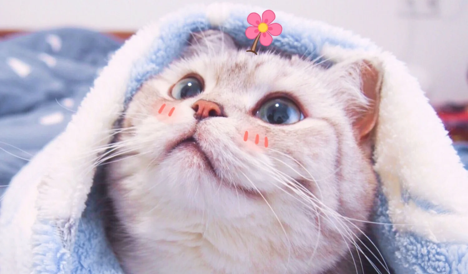 Top 200+ ảnh mèo siêu cute, đáng yêu, ngầu nhất 2025