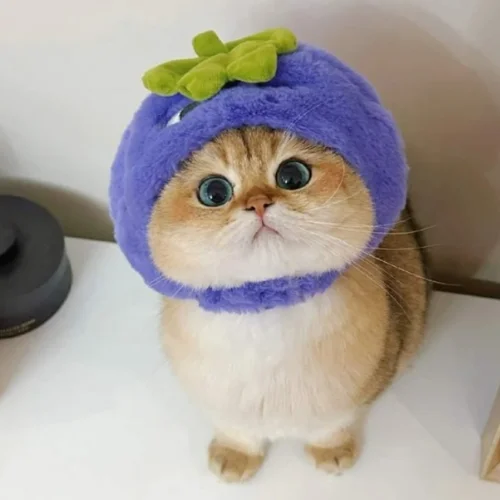 99+ Ảnh Mèo Cute Mới Nhất | Tải Ảnh Làm Avatar Miễn Phí