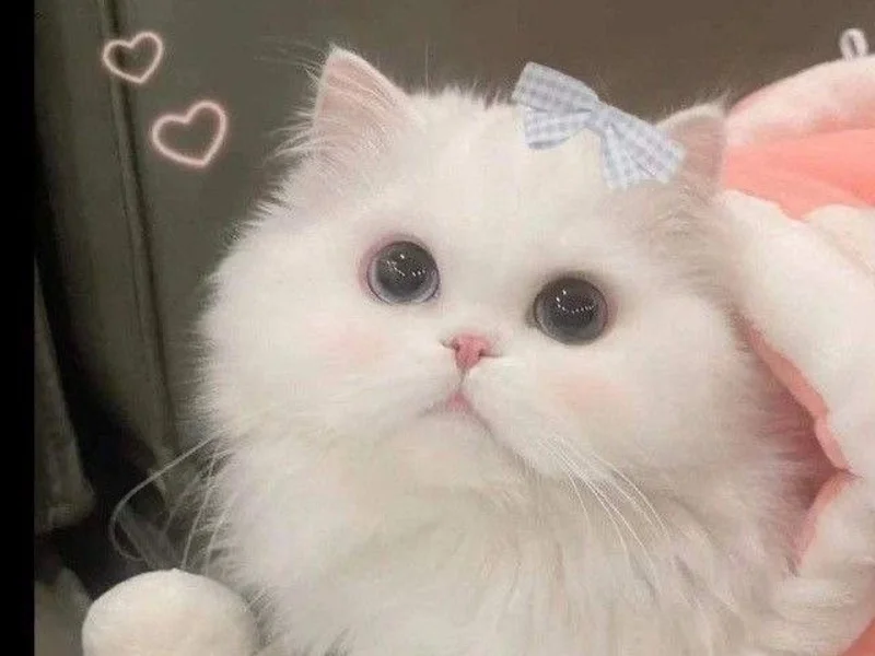32+ hình ảnh mèo cute ngộ nghĩnh siêu đáng yêu làm avatar (3)