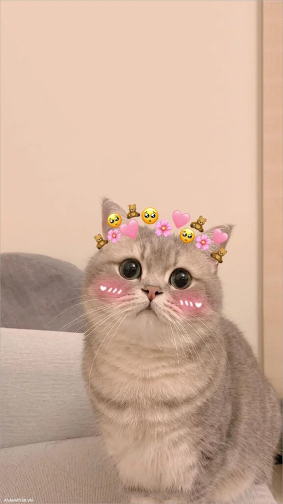 Tổng Hợp 1001+ Hình ảnh Meme Mèo Cực đáng Yêu Cho Các Sen